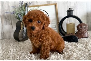 Baron - puppy for sale