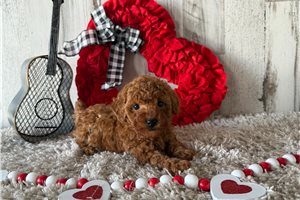 Zolan - Poodle, Toy for sale