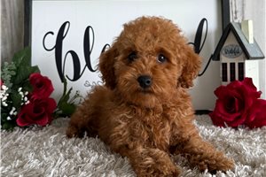 Pippa - Poodle, Toy for sale