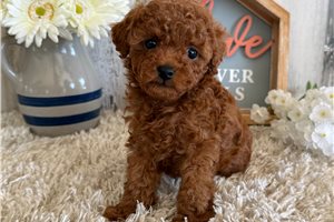 Macey - Poodle, Toy for sale