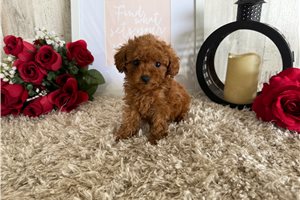 Sofia - puppy for sale