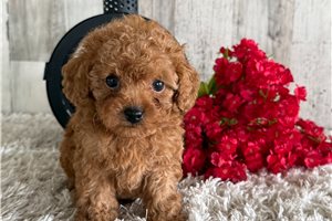 Samson - Poodle, Toy for sale