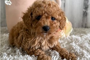 Opal - puppy for sale