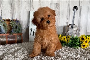 Brandon - Poodle, Toy for sale