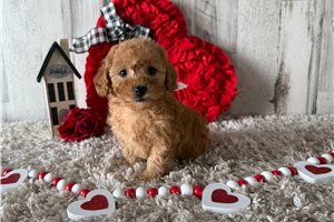 Anya - Poodle, Toy for sale