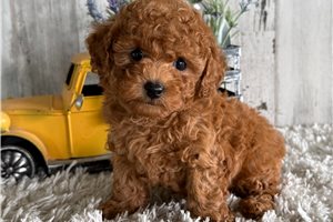 Ollie - puppy for sale