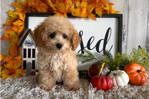 Sylvester - Poodle, Toy for sale
