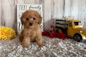 August - Poodle, Toy for sale