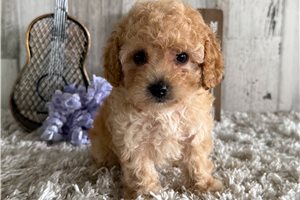 Sylvester - puppy for sale