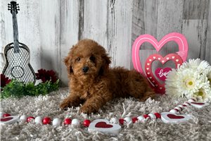Weston - Poodle, Toy for sale