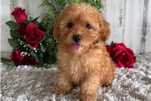 Penelope - Poodle, Toy for sale