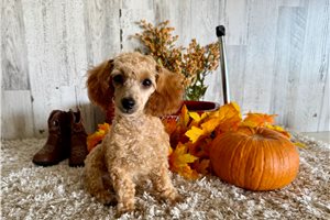 Barry - Poodle, Toy for sale