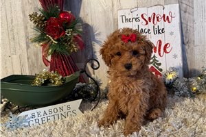 Woodrow - Poodle, Toy for sale
