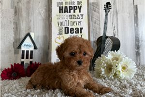 Brandon - Poodle, Toy for sale