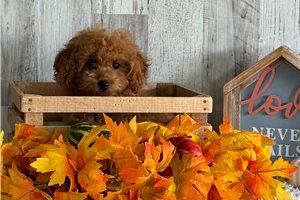 Samson - Poodle, Toy for sale