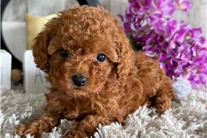 Priscilla - Poodle, Toy for sale