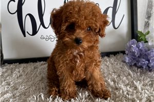 Roman - Poodle, Toy for sale