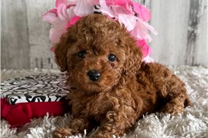 Paisley - puppy for sale