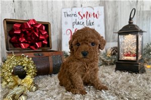 Willa - Poodle, Toy for sale