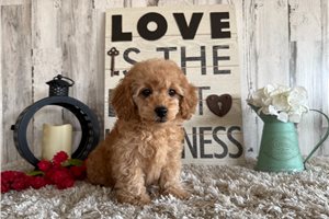 Alvin - Poodle, Toy for sale