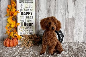 Asher - Poodle, Toy for sale