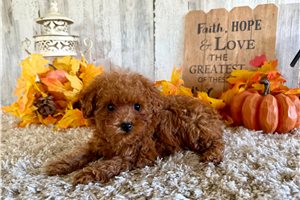 Slate - Poodle, Toy for sale