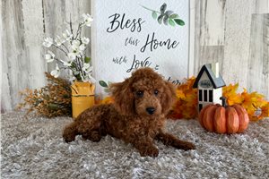 Niles - Poodle, Toy for sale