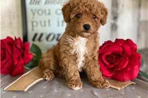 Victoria - Poodle, Toy for sale