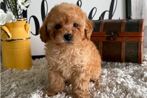 Ruger - puppy for sale