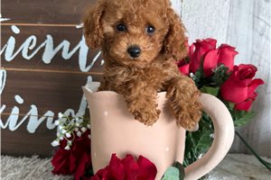 Amelia - puppy for sale