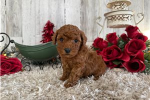 Wren - Poodle, Toy for sale