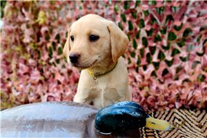 Buttercup - Labrador Retriever for sale