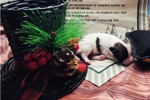 Aspen - Papillon for sale