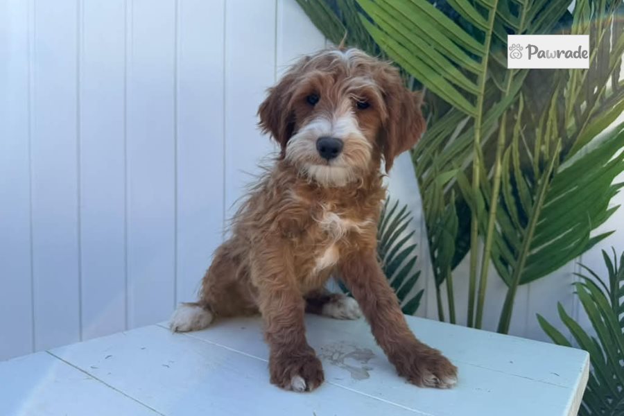 Milo - Mini Goldendoodle for sale