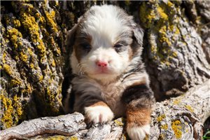Magnolia - Bernedoodle, Mini for sale