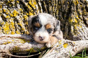 Michael - puppy for sale