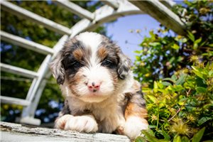 Maddox - puppy for sale