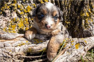 Mary - Bernedoodle, Mini for sale