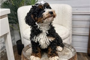 Ollie - Bernedoodle, Mini for sale