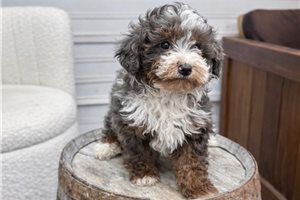 Oliver - Bernedoodle, Mini for sale