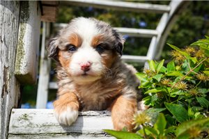 Miranda - puppy for sale