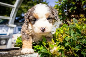 Megan - Bernedoodle, Mini for sale