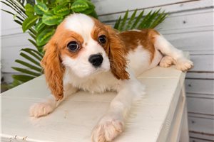 Malia - Cavalier King Charles Spaniel for sale