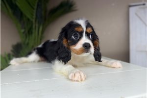 Mandela - puppy for sale