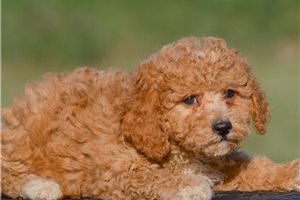 Lemming - puppy for sale