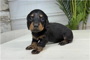 Amber - Dachshund, Mini for sale