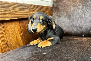 Nolan - Dachshund, Mini for sale