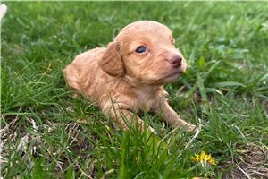 Vinny - puppy for sale