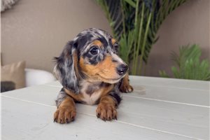 Nicholas - puppy for sale