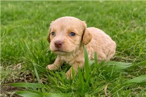 Vern - puppy for sale